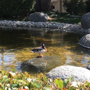 Meet your Posher, Bingyu